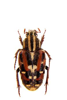 Flower beetle in museum isolated on the white background