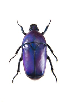 Violet beetle in museum isolated on the white background