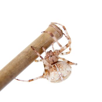 The european garden spider, araneus diadematus, female, isolated on white background