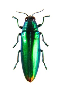 Jewel beetle in museum isolated on the white background