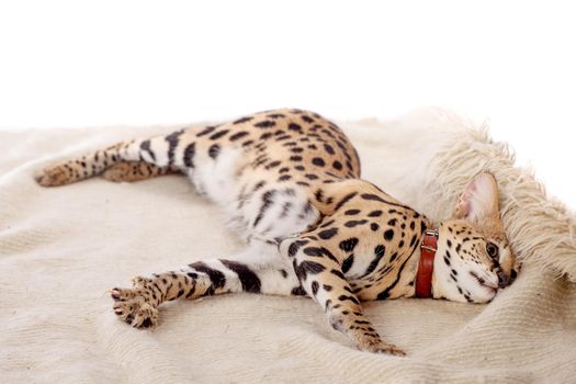 Beautiful serval, Leptailurus serval, isolated on the white background