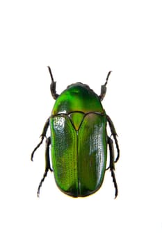 Green beetle in museum isolated on the white background