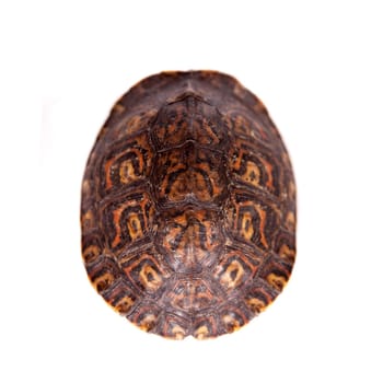 The Painted wood turtle, Rhinoclemmys pulcherrima manni, isolated on white background