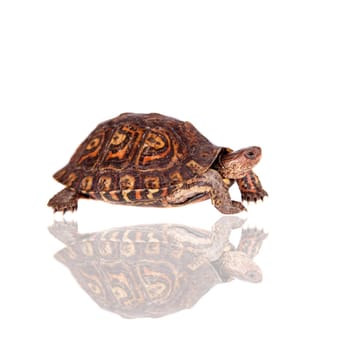 The Painted wood turtle, Rhinoclemmys pulcherrima manni, isolated on white background