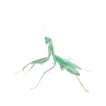 Sphodromantis viridis, or common names Giant african mantis isolates on white background