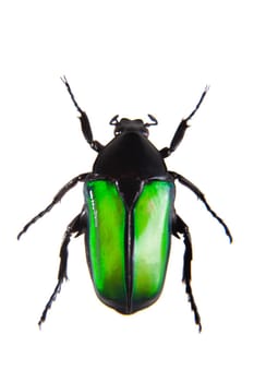 Green beetle in museum isolated on the white background