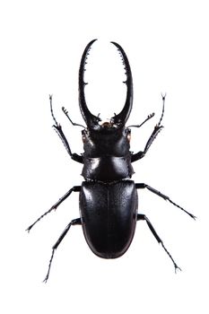 Stag beetle in museum isolated on the white background