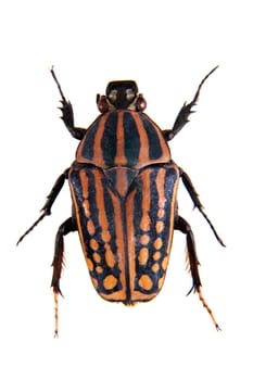 Stripped beetle in museum isolated on the white background