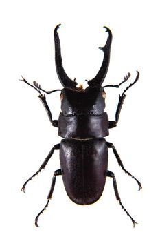 Stag beetle in museum isolated on the white background