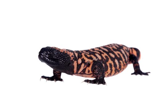 Gila Monster, Heloderma suspectum, isolated on white background