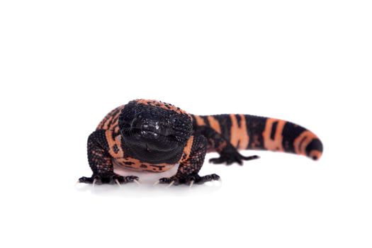 Gila Monster, Heloderma suspectum, isolated on white background