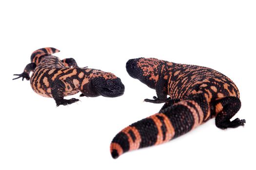 Gila Monster, Heloderma suspectum, isolated on white background