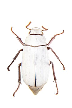 Cockchafe beetle in museum isolated on the white background