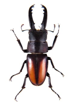 Stag beetle in museum isolated on the white background