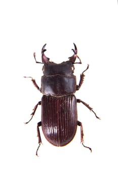 Stag beetle in museum isolated on the white background