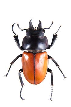 Stag beetle in museum isolated on the white background