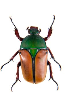 The beetle in museum isolated on the white background