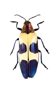 Banded Jewel in museum isolated on the white background