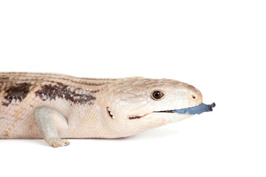 Eastern Blue-tongued Skink, Tiliqua scincoides scincoides, isolated on white background.