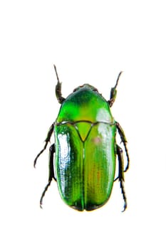 Green beetle in museum isolated on the white background