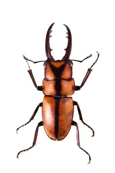 Stag beetle in museum isolated on the white background