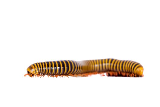 Wonderful Mexican millipede isolated on white background