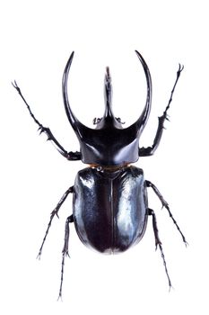 The five-horned beetle in museum isolated on the white background