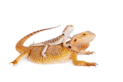 Red Bearded dragons, Pogona vitticeps, isolated on white background