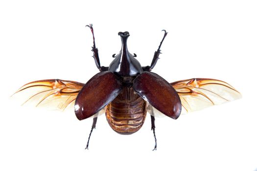 Rhinoceros beetle in museum isolated on the white background