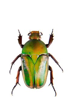 Green beetle in museum isolated on the white background