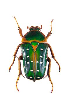 Spotted green beetle in museum isolated on the white background