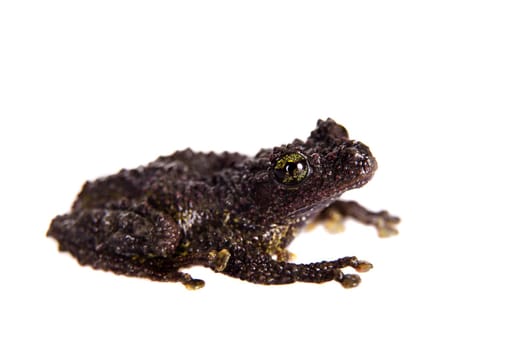Theloderma bicolor, rare spieces of frog isolated on white background