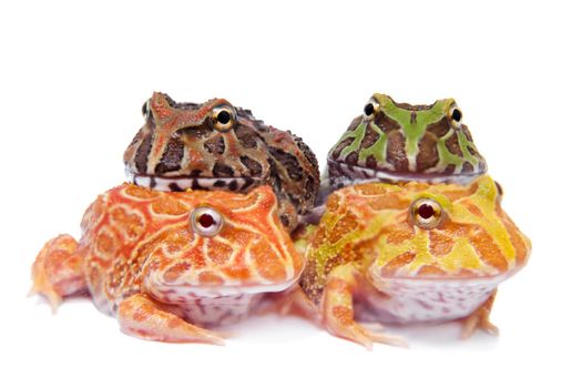 The chachoan horned frog, Ceratophrys cranwelli, isolated on white background