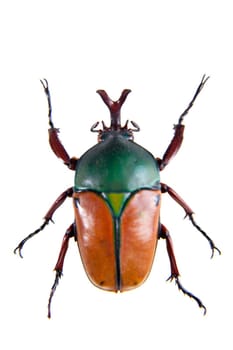 The beetle in museum isolated on the white background