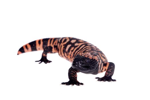 Gila Monster, Heloderma suspectum, isolated on white background