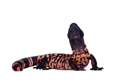 Gila Monster, Heloderma suspectum, isolated on white background