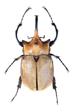 The yellow five-horned beetle in museum isolated on the white background