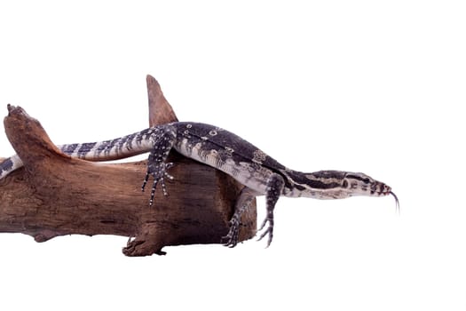 Timor Monitor Lizard, Varanus timorensis, isolated on white background