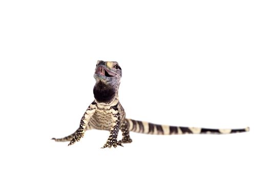 Newborn Black Throat Monitor Lizard, Varanus albigularis, isolated on white background