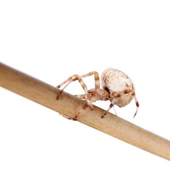 The european garden spider, araneus diadematus, female, isolated on white background