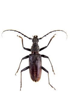 The Pine sawyer beetle in museum isolated on the white background