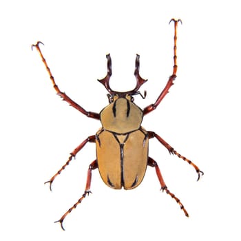 Arlequin beetle in museum isolated on the white background