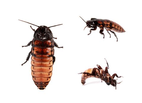 Madagascar hissing cockroach, Gromphadorhina, isolated on white background