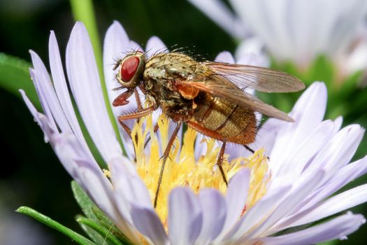 The housefly, Musca domestica, sitting on flower