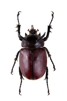 Rhinoceros beetle in museum isolated on the white background