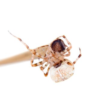 The european garden spider, araneus diadematus, female, isolated on white background