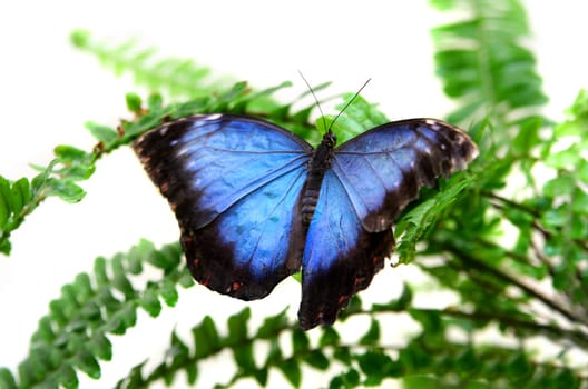 Beautiful Blue Morpho Butterfly, isolated on white