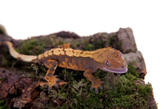 New Caledonian crested gecko, Rhacodactylus ciliatus, isolated on white