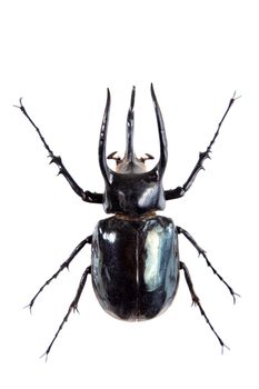 The five-horned beetle in museum isolated on the white background