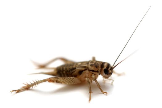 Common house cricket, Acheta domesticus, isolated on white